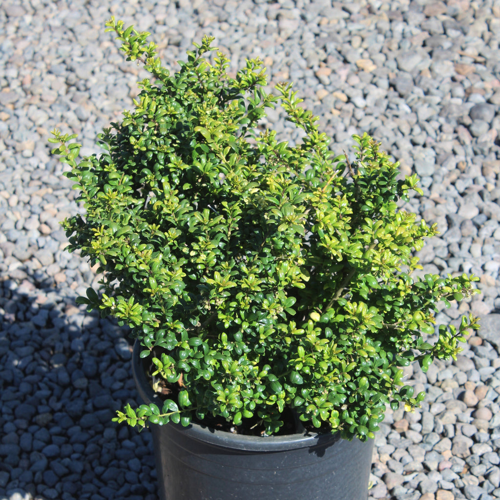 Ilex cr. 'Convexa'