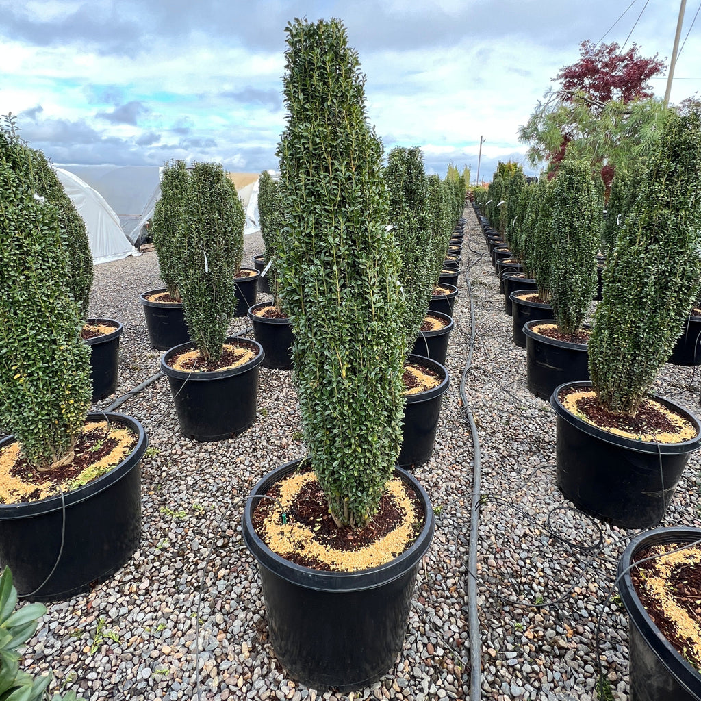 Ilex cr. 'Sky Pencil'