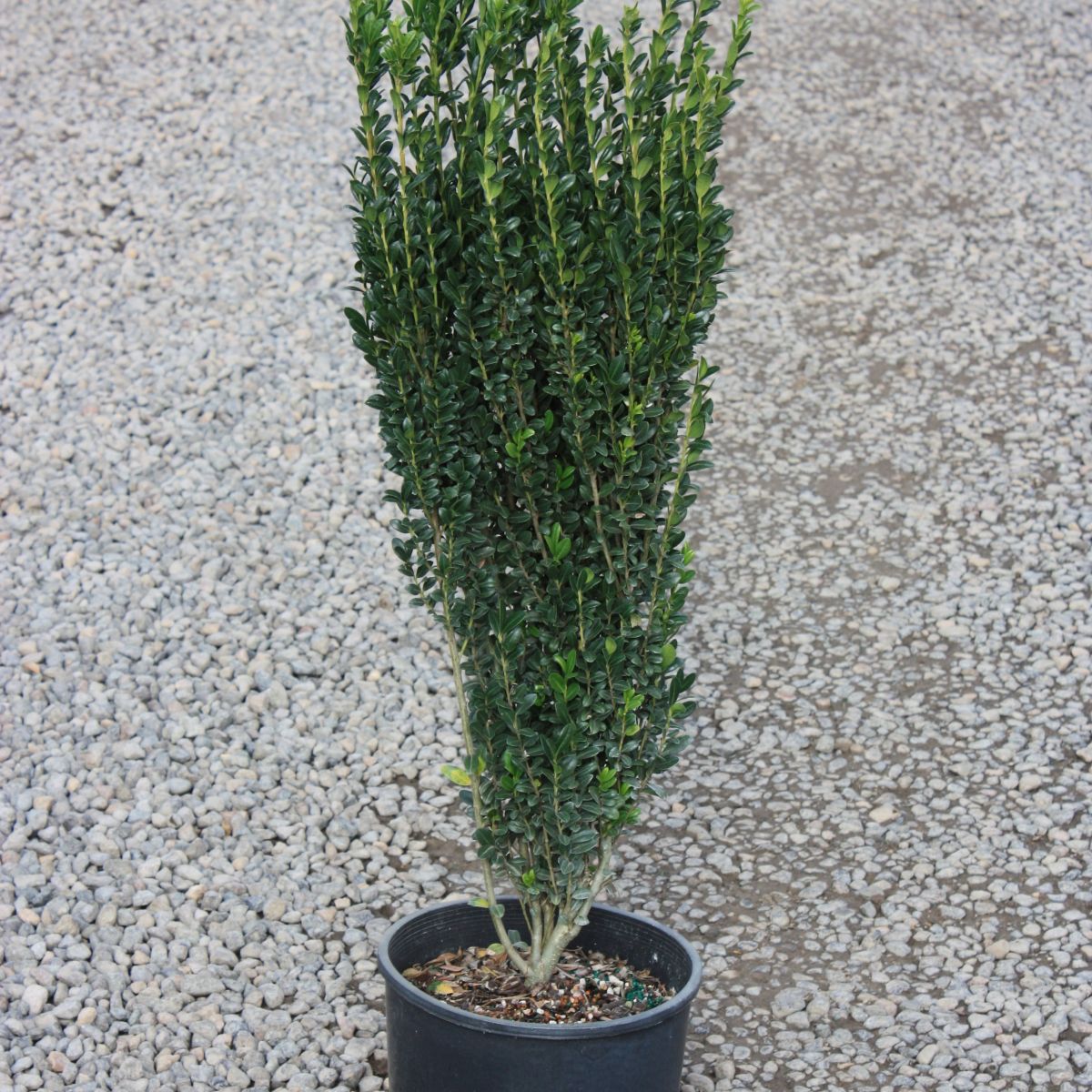 Ilex cr. 'Skypencil'