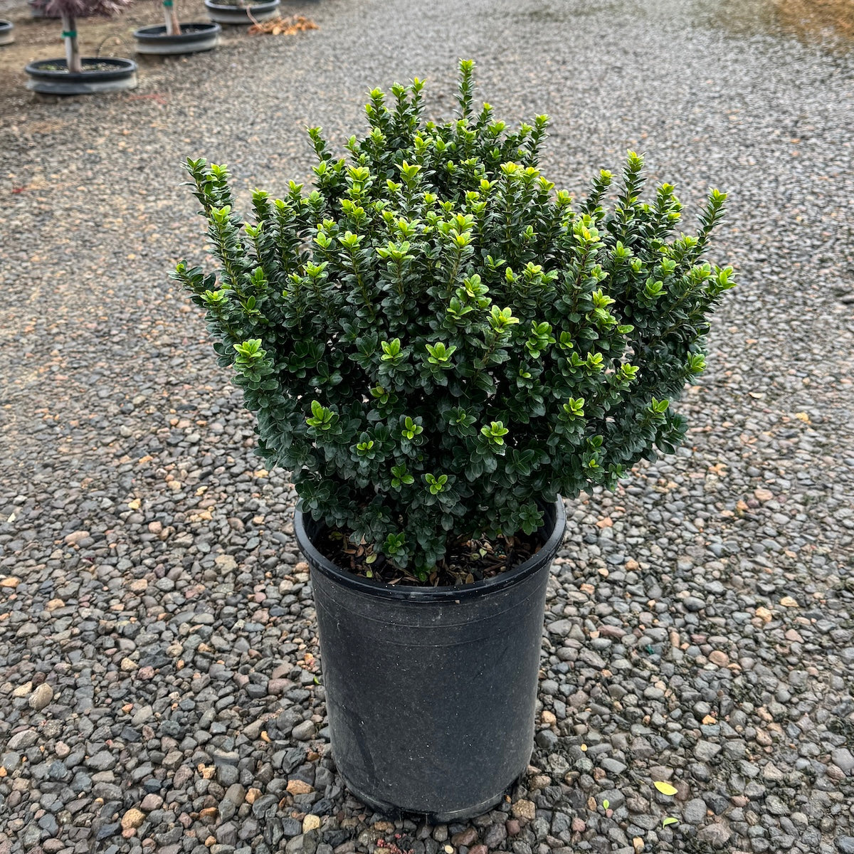 Ilex crenata 'Steeds'