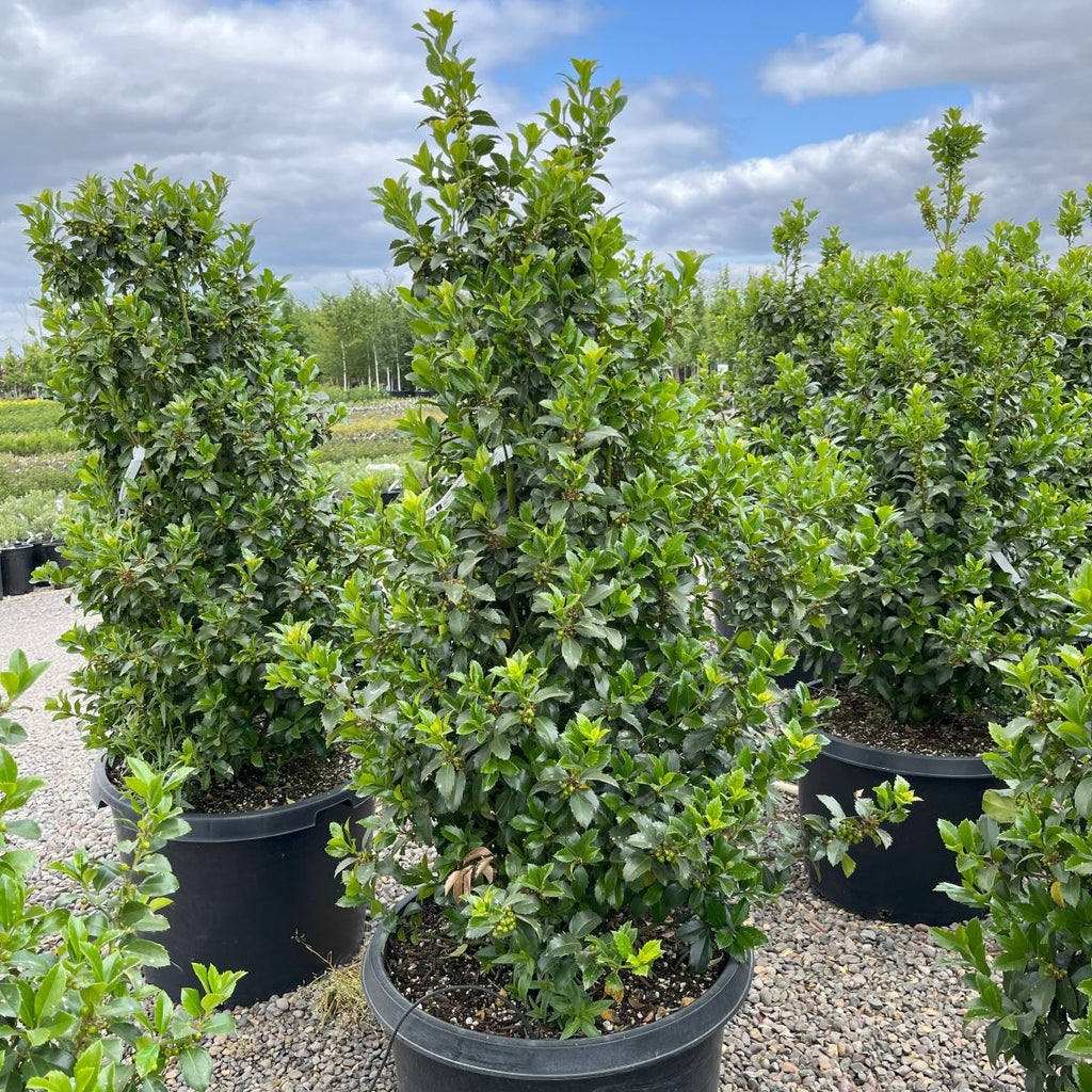 Ilex x meserveae Castle Wall® PW PP14308