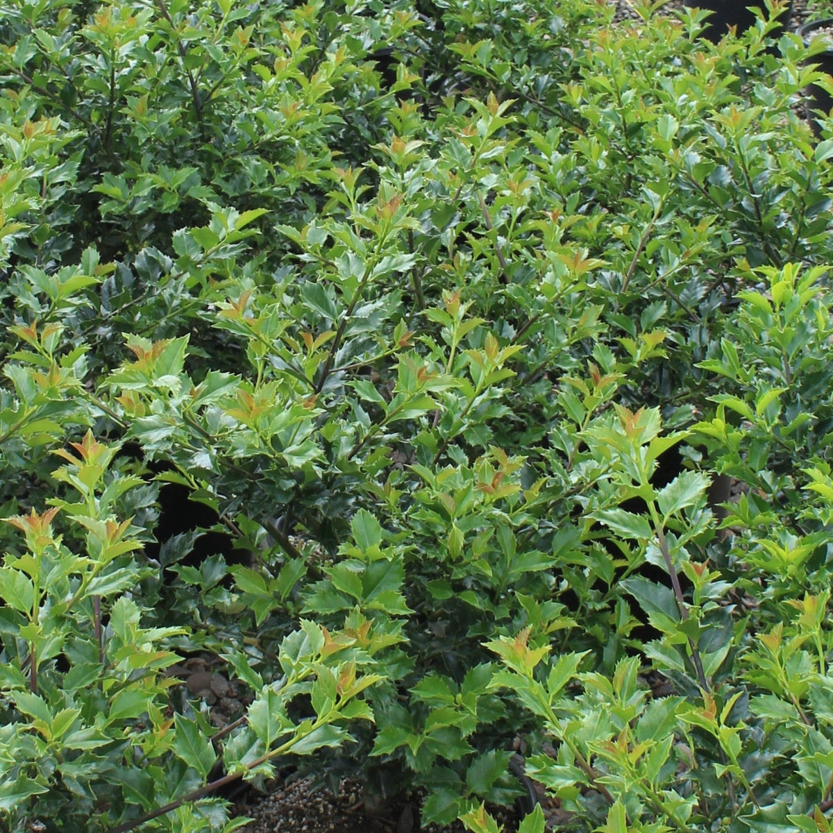 Ilex x meserveae 'Blue Girl'