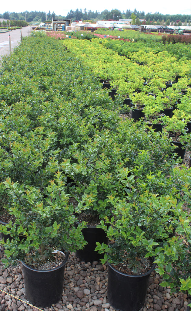 Ilex x meserveae 'Blue Girl'