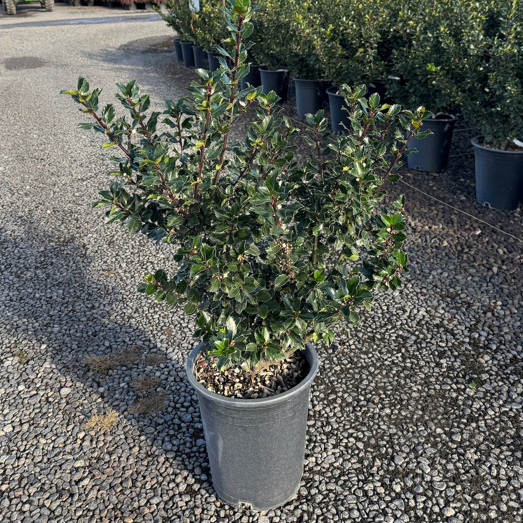 Ilex x meserveae 'Blue Prince'
