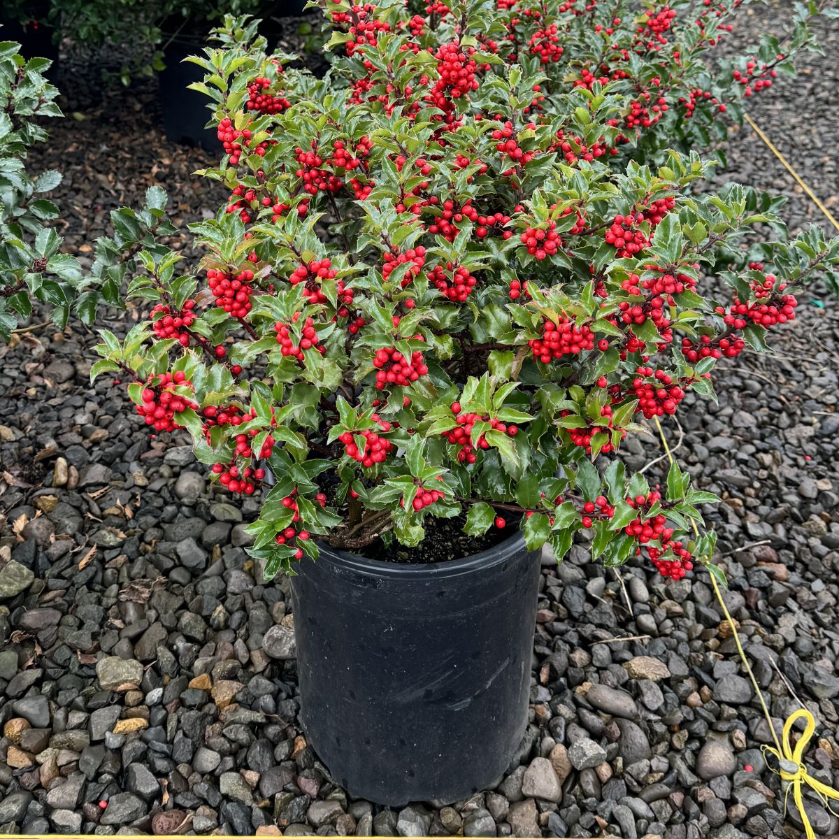 Ilex x meserveae 'Blue Princess'