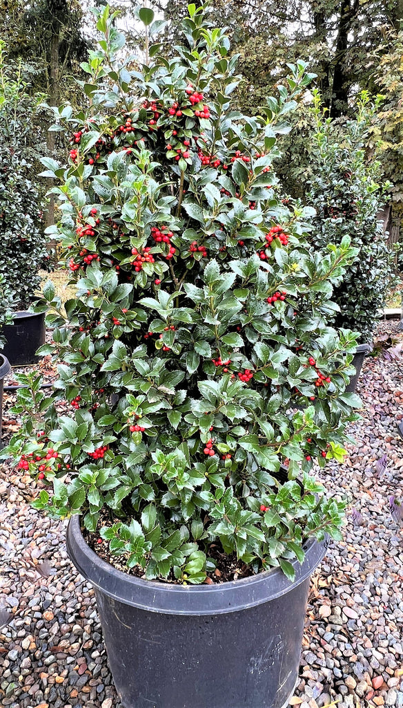 Ilex x meserveae Castle Spire® PW PP14310 – Loen Nursery, Inc.