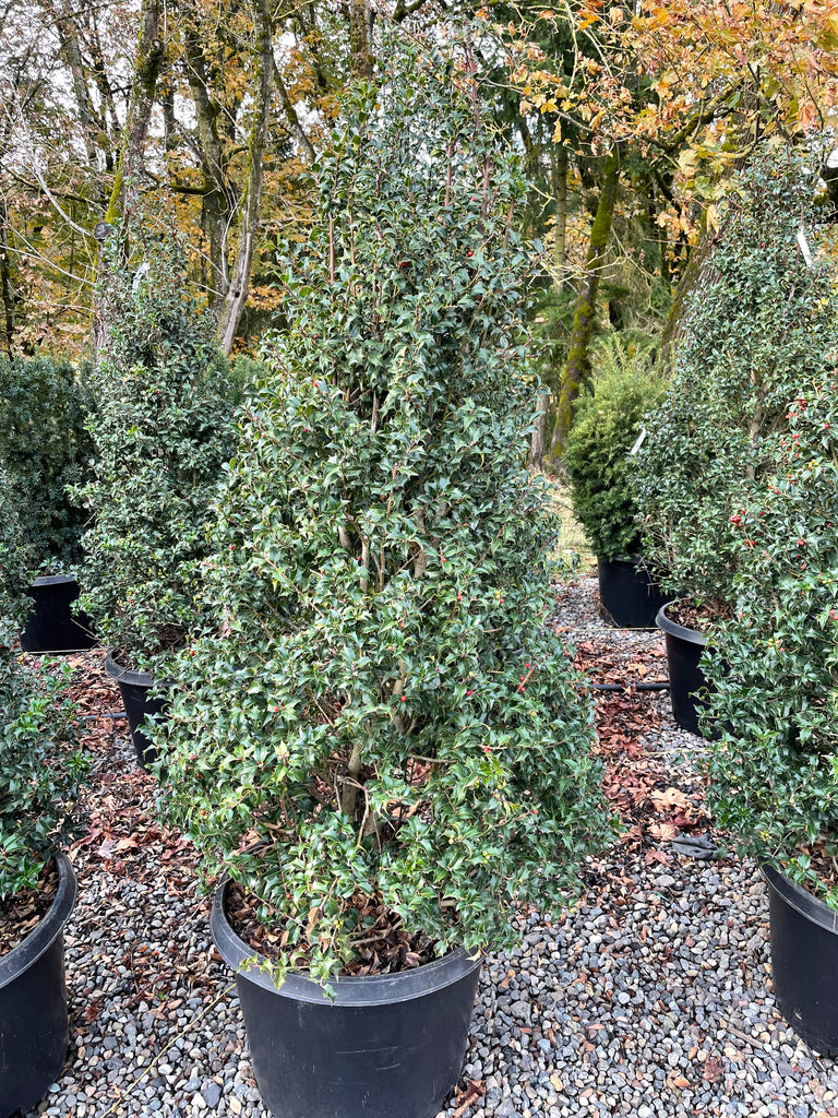Ilex x meserveae 'Dragon Lady' ™