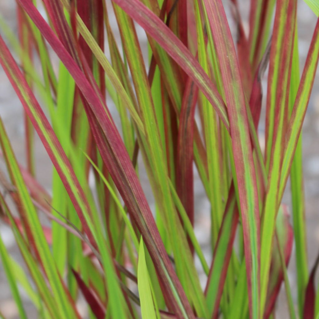Grass, Imperata c. 'Rubra' ('Red Baron')