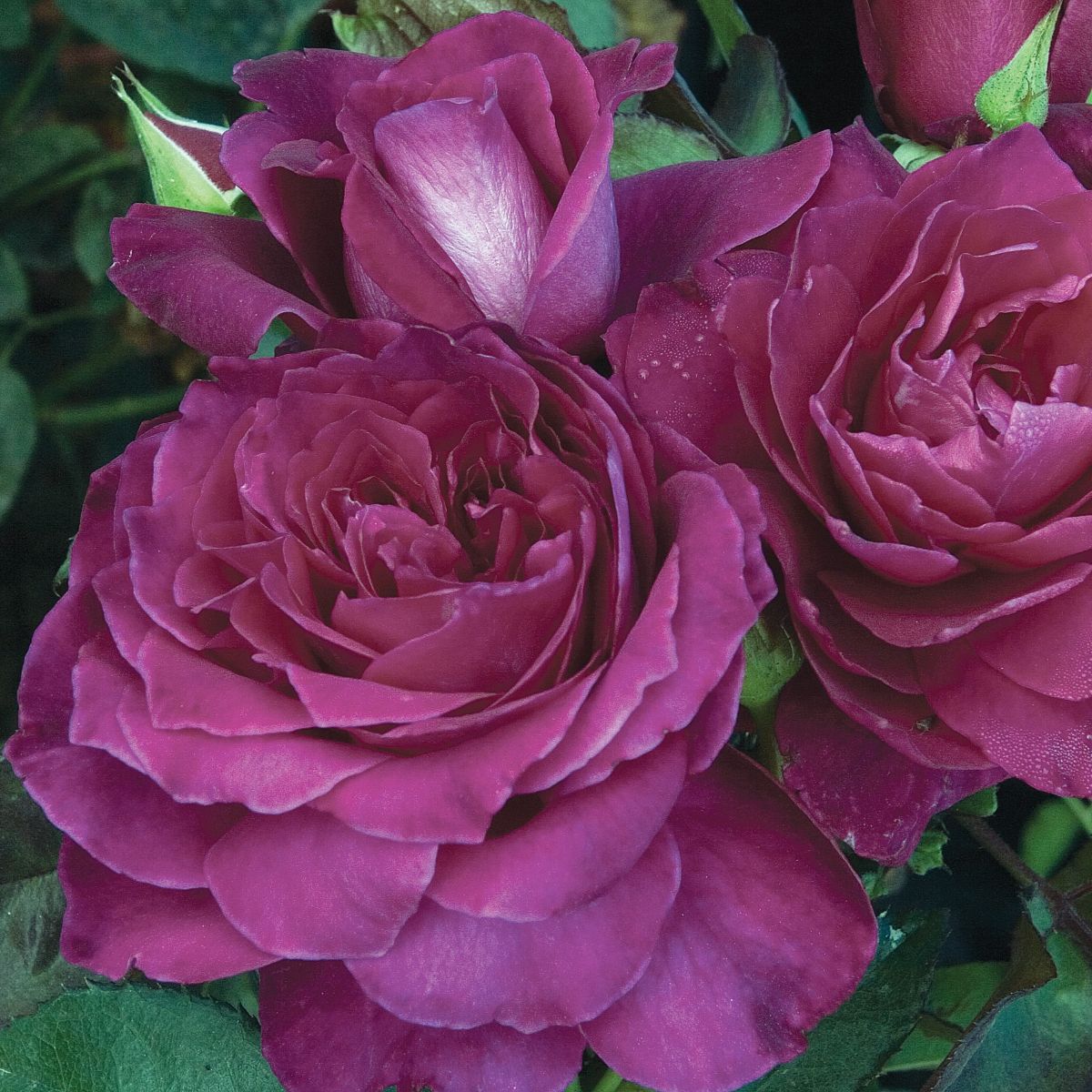 Rosa flor. 'Intrigue' (purple)