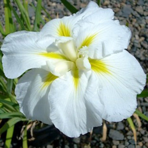 Iris en. 'Anytus' (white)