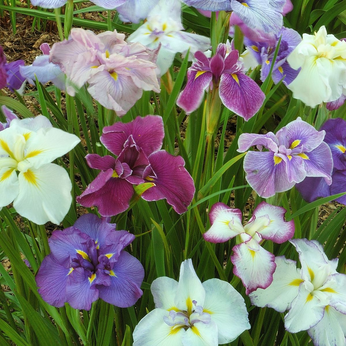Iris ensata 'Breeder Mix'