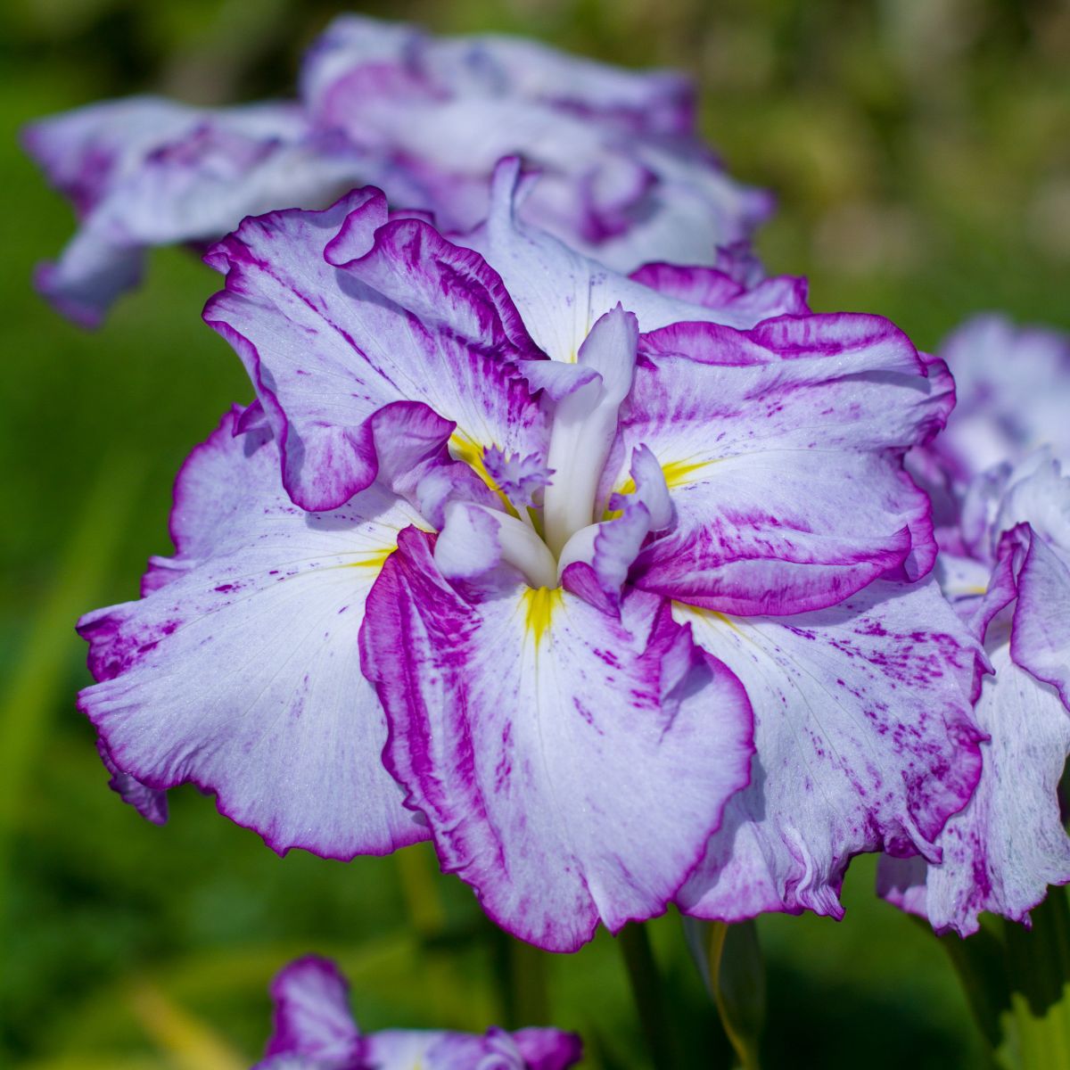 Iris ensata 'Harlequinesque' (white-purple)