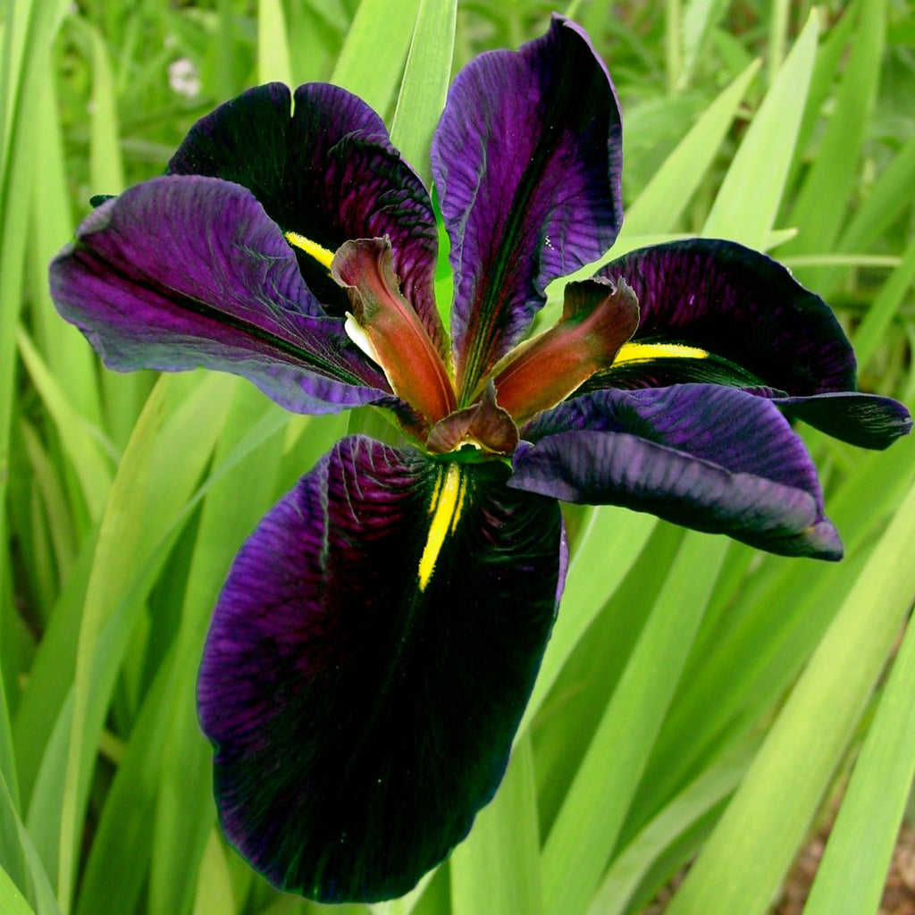 Iris x 'Black Gamecock' (dark violet)