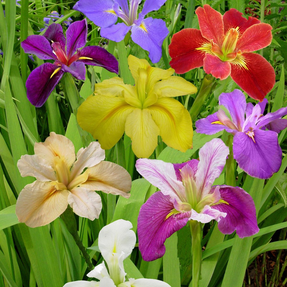 Iris louisiana 'Breeder Mix' (assorted)