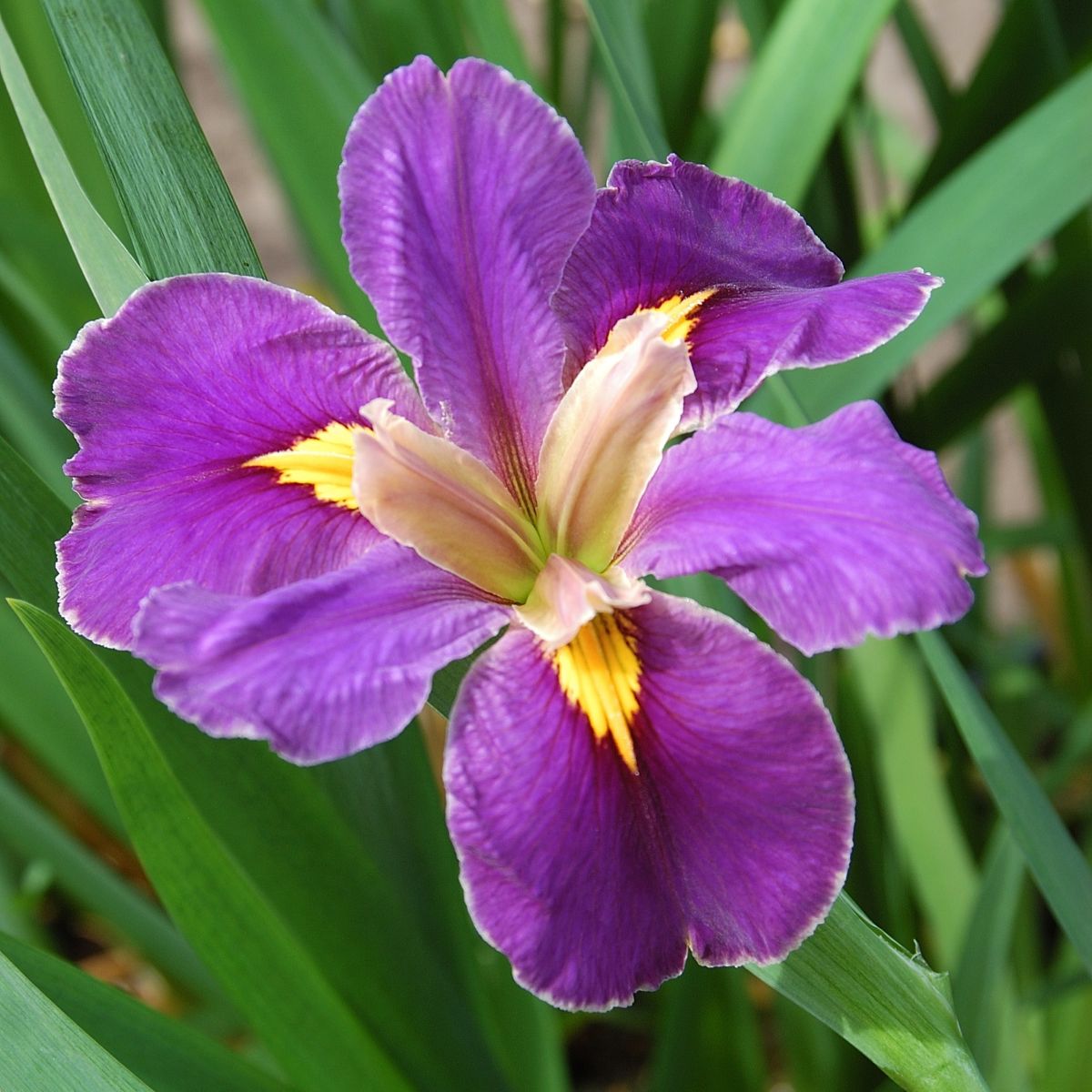 Iris x 'Spicy Cajun' (purple)