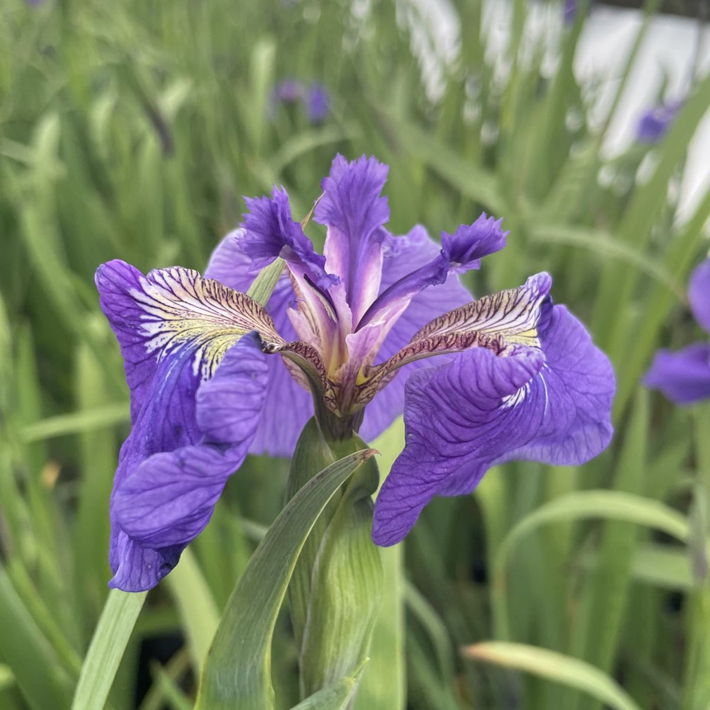 Iris setosa (purple)
