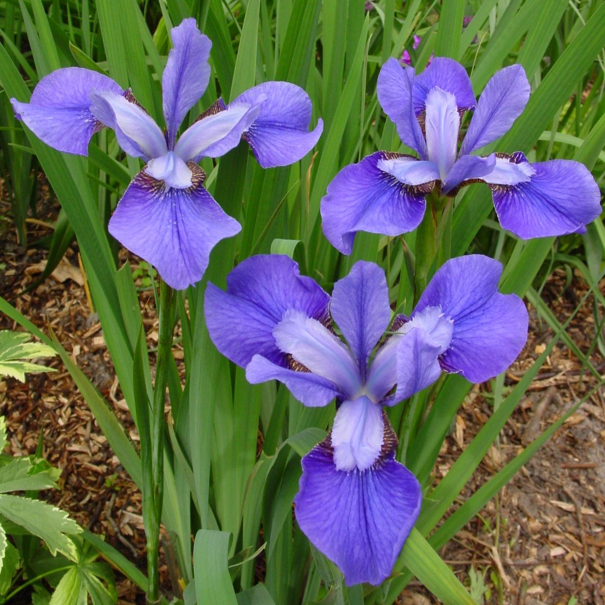 Iris sibirica 'Claret Cup' (purple)