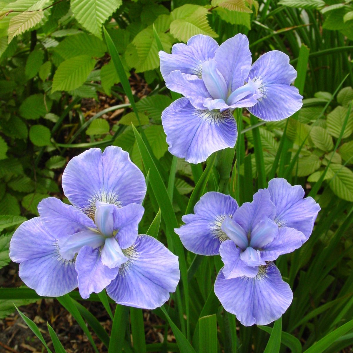 Iris sibirica 'Dear Delight' (purple)