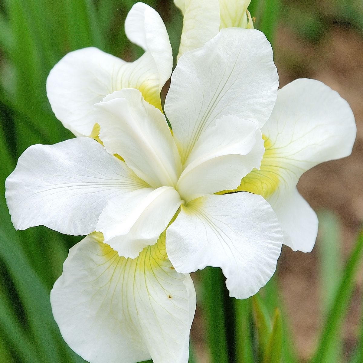 Iris sibirica 'Esther C.D.M' (white)