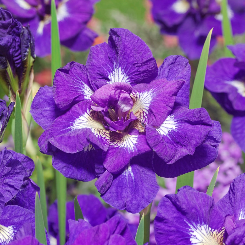 Iris sibirica 'Kaboom' (purple)
