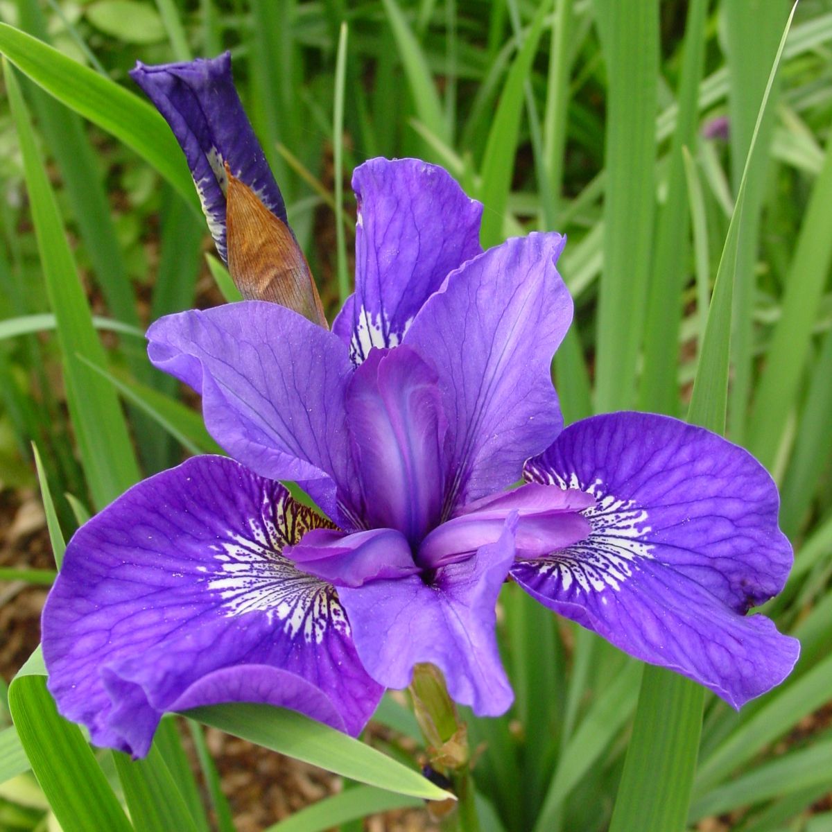 Iris sibirica 'Mabel Coday' (purple)