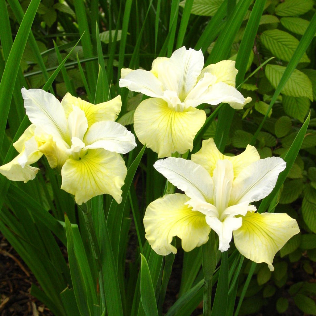 Iris sibirica 'Moon Silk' (yellow-white)