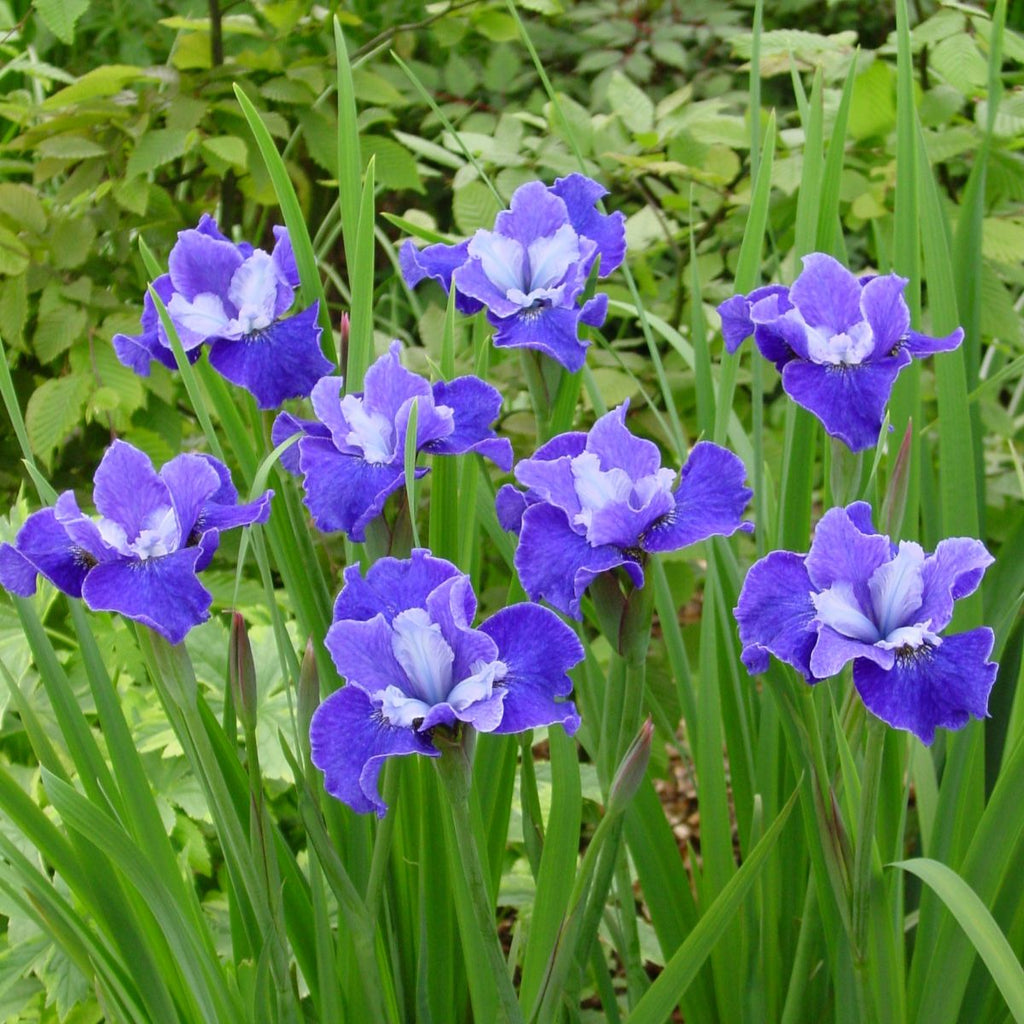 Iris sibirica 'Regency Belle' (blue)
