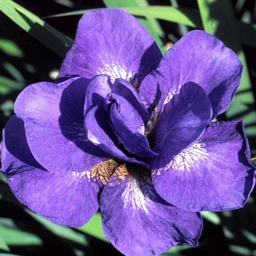 Iris sibirica 'Uzushio' (purple)