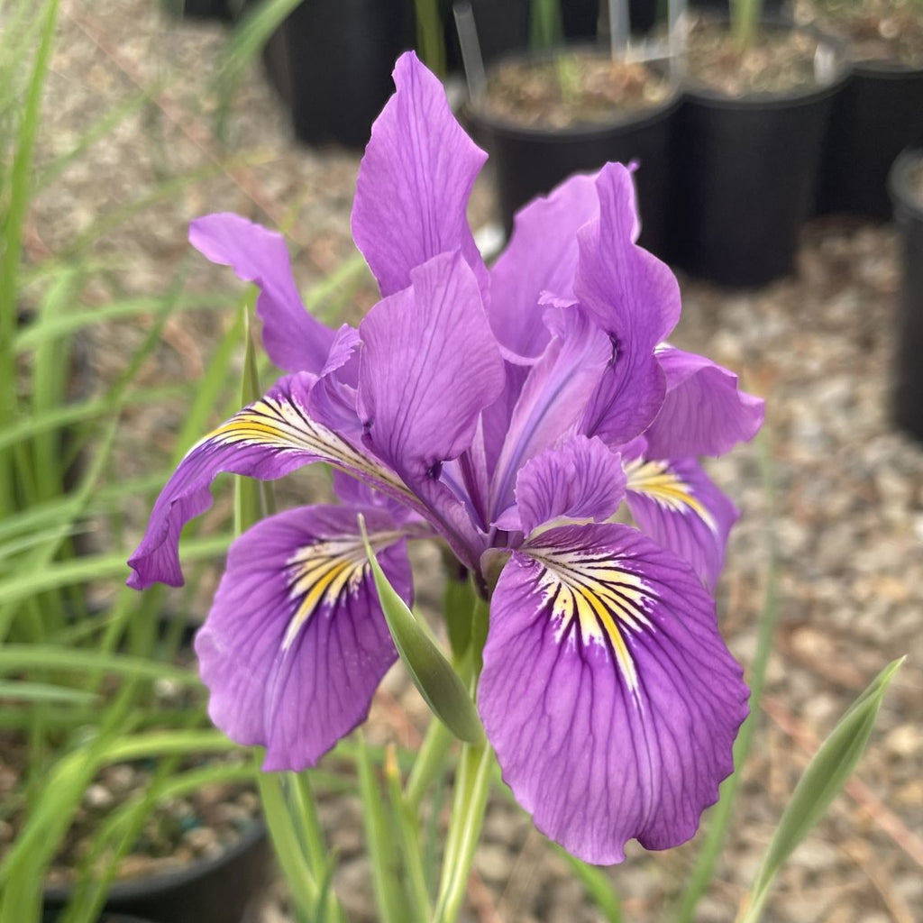 Iris tenax (lavender)