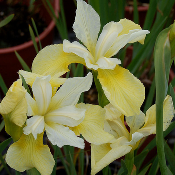 Iris – Loen Nursery, Inc.