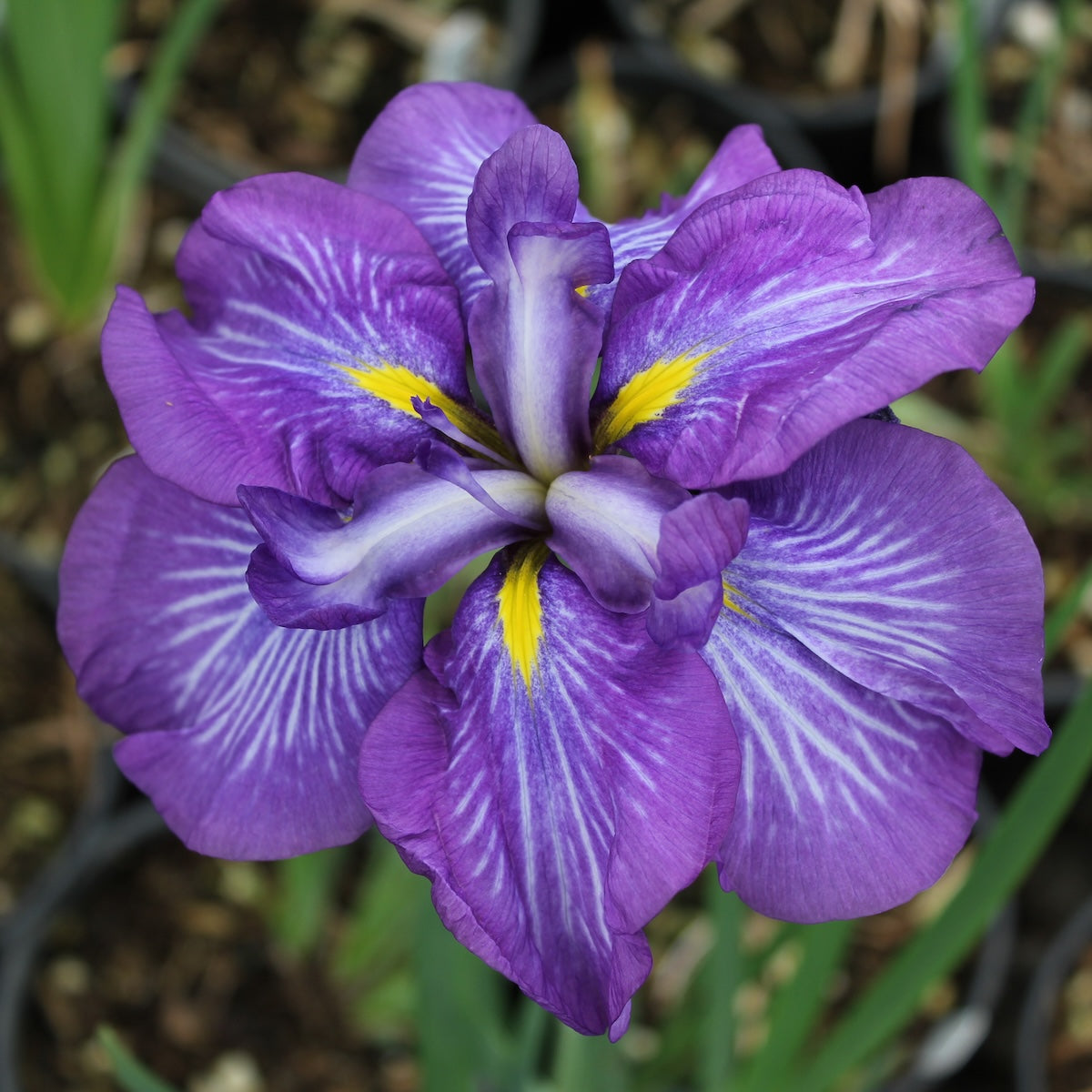 Iris en. 'Electric Rays' (purple)