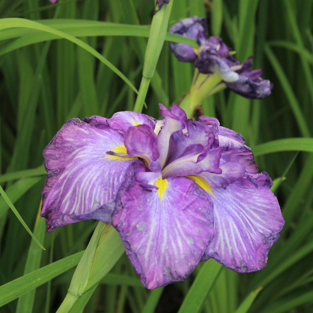 Iris en. 'Electric Rays' (purple)