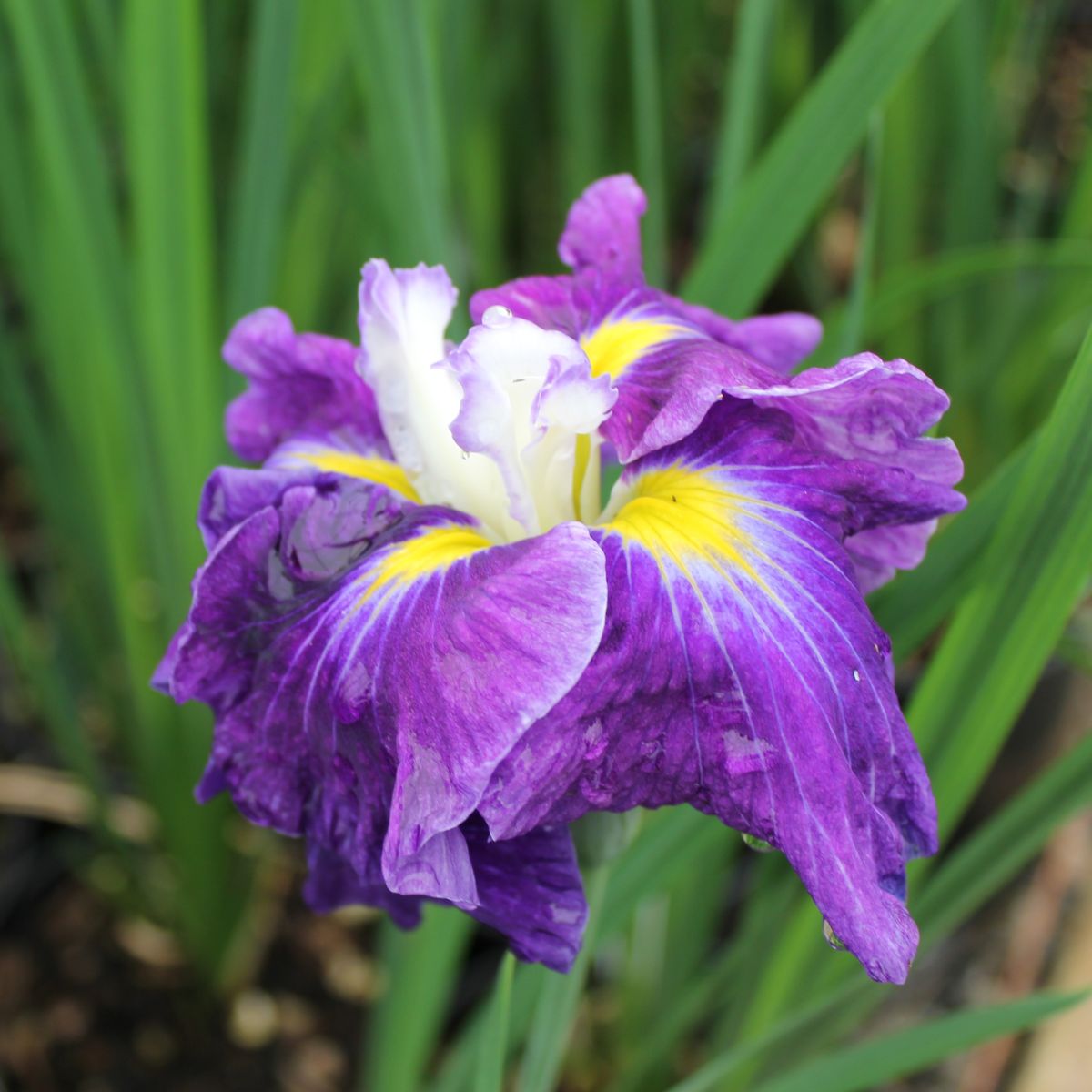 Iris ensata 'Frosted Intrigue' (purple)