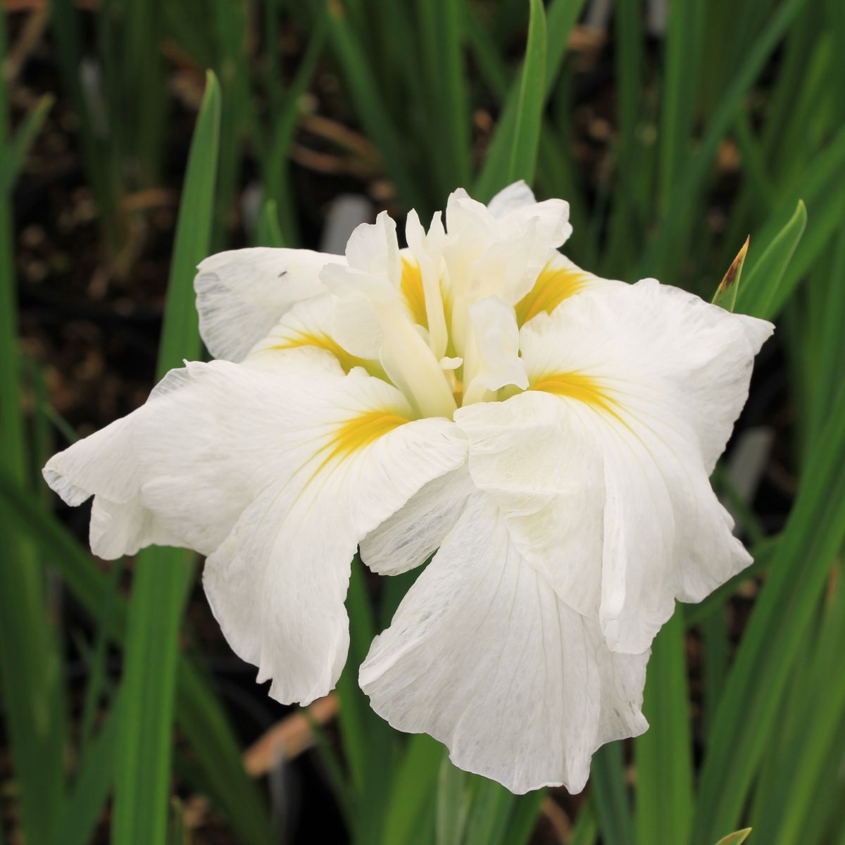 Iris ensata 'Frosted Pyramid' (white)