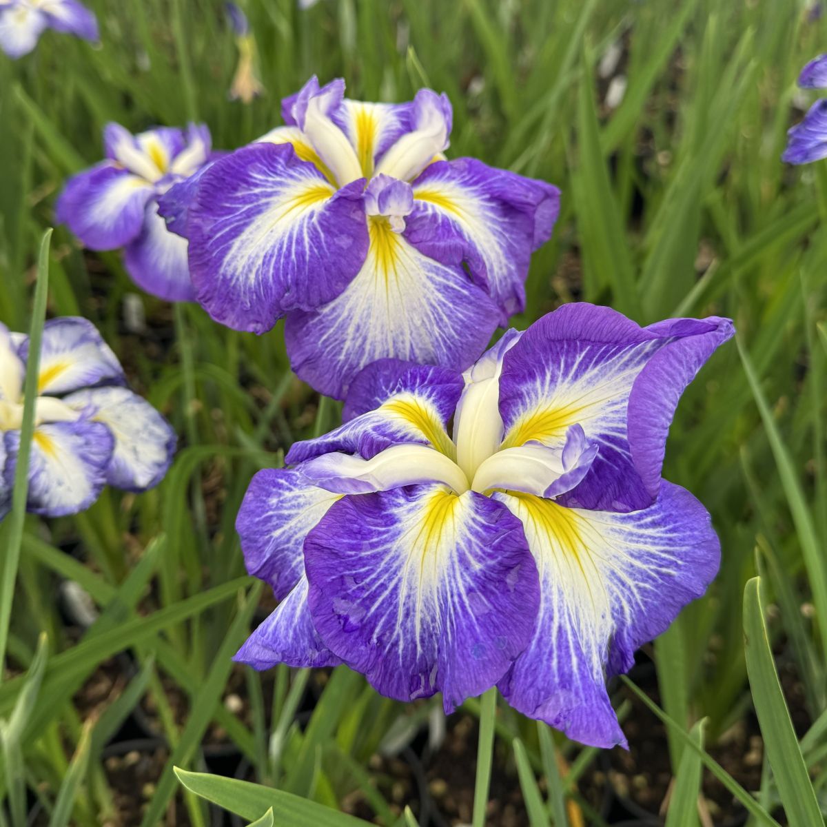 Iris ensata 'Gusto' (blue)