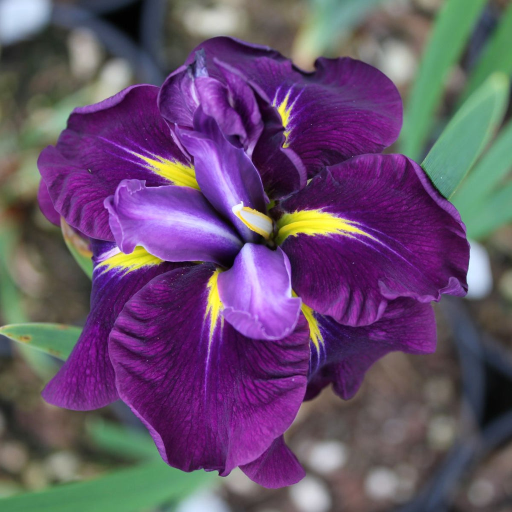 Iris ensata 'Katy Mendez' (purple)