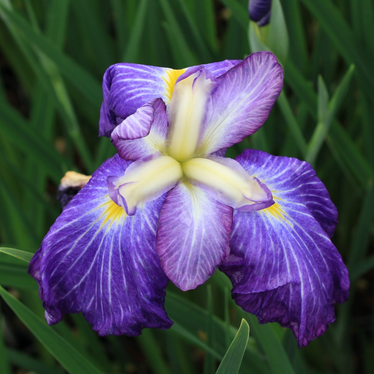 Iris ensata 'Pleasant Journey' (purple)