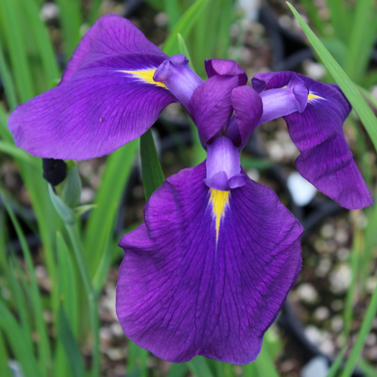 Iris en. 'Sensation' (purple)