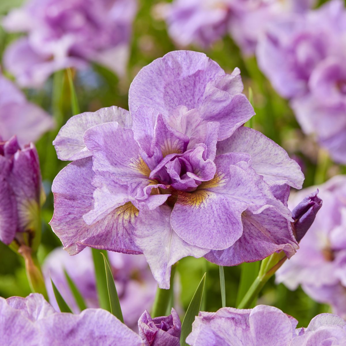 Iris sibirica 'Pink Parfait'