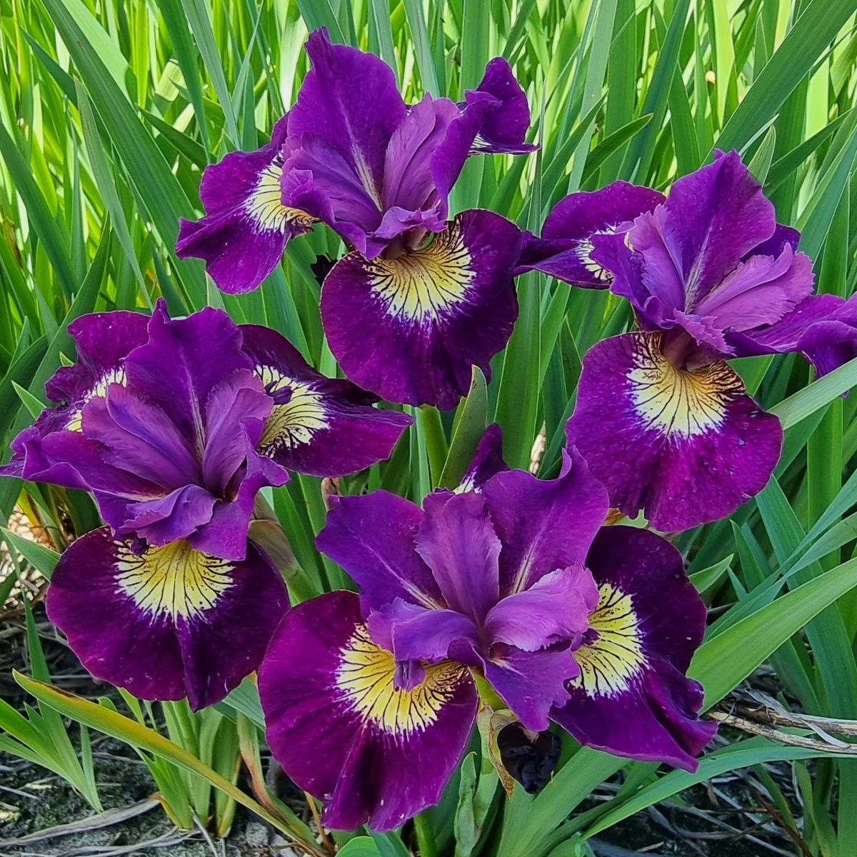 Iris sibirica 'Sultan's Ruby' (purple)