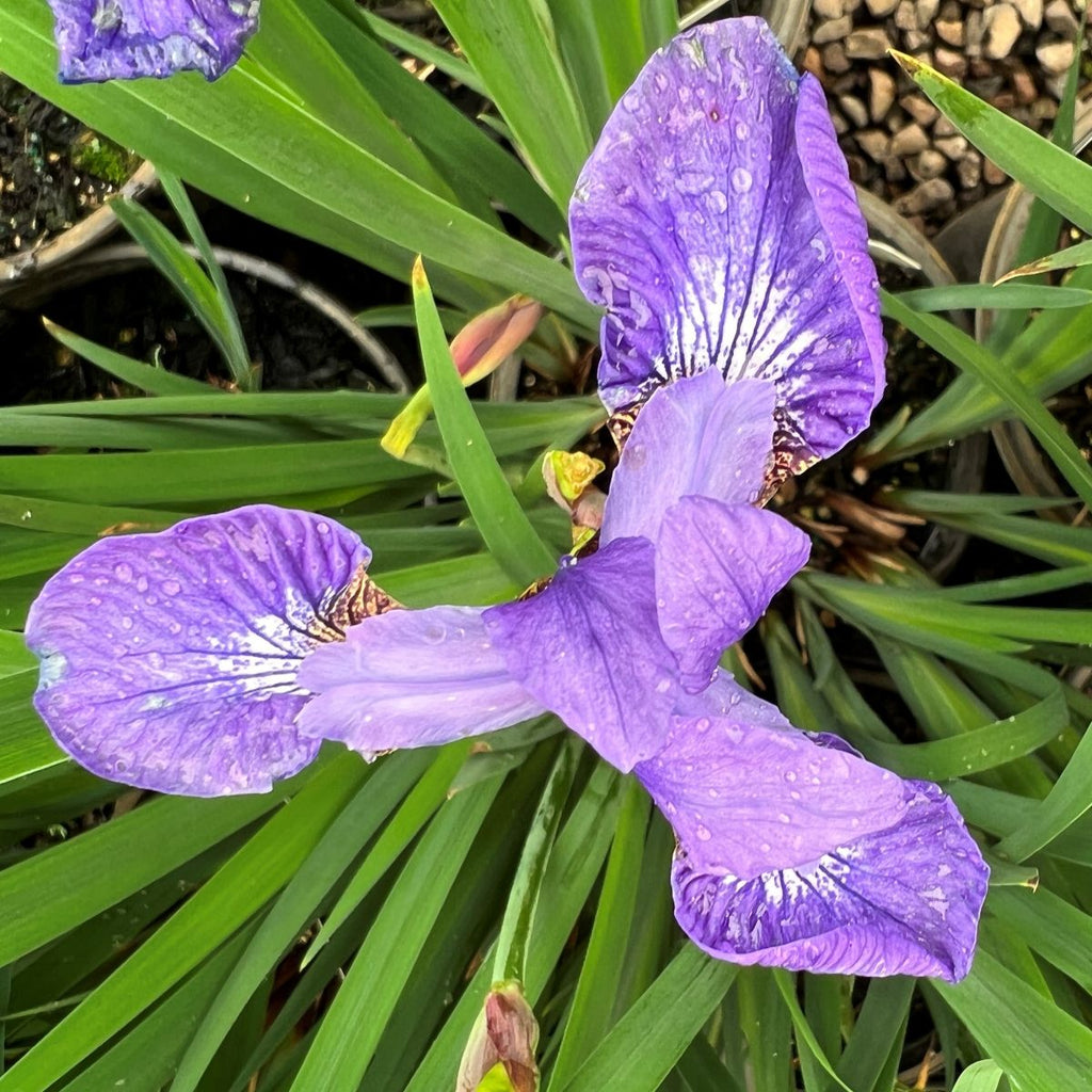 Iris sibirica 'Blue Bird' (blue)