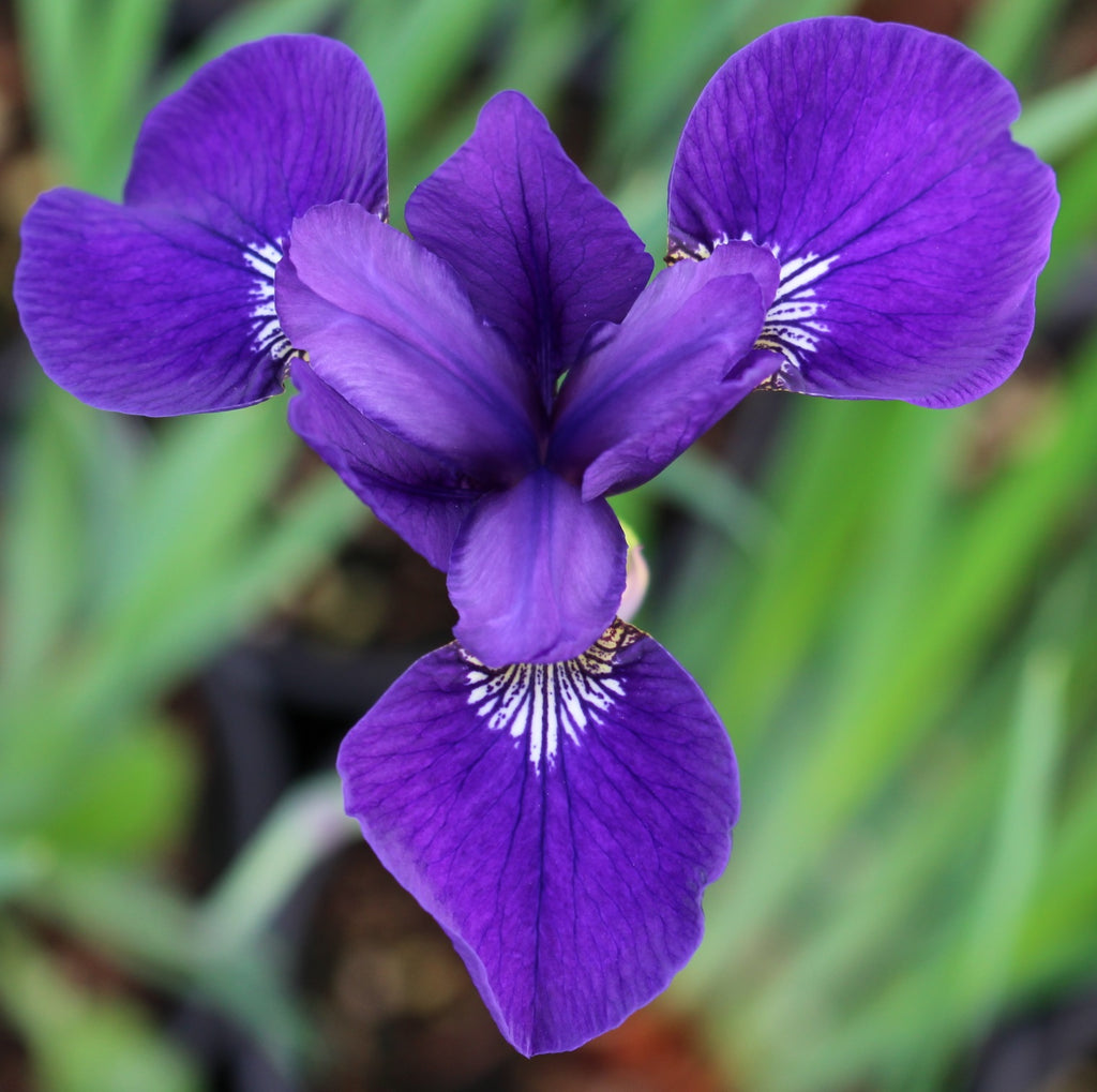 Iris sibirica 'Caesar's Brother' (purple)