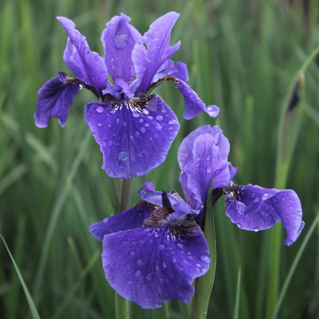 Iris sibirica 'Dreaming Spires' (lavender)