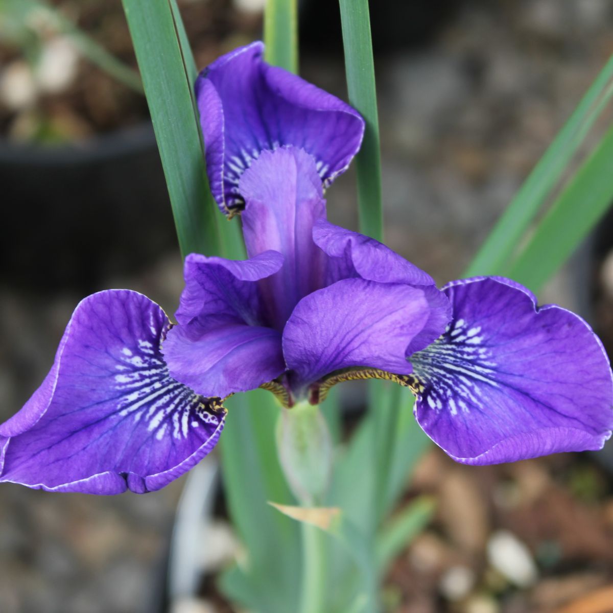 Iris sibirica 'Happy Returns' (light purple)