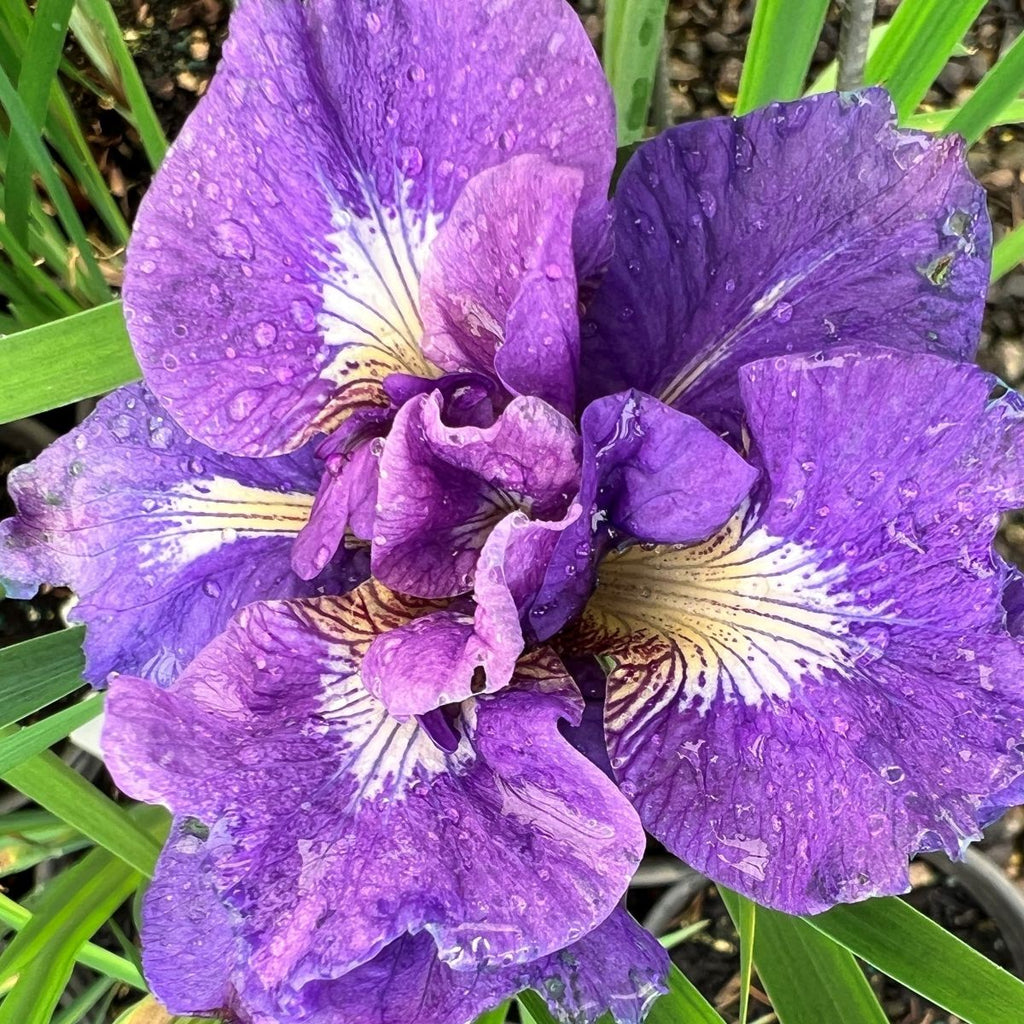 Iris sibirica 'Kabluey' (violet/blue)