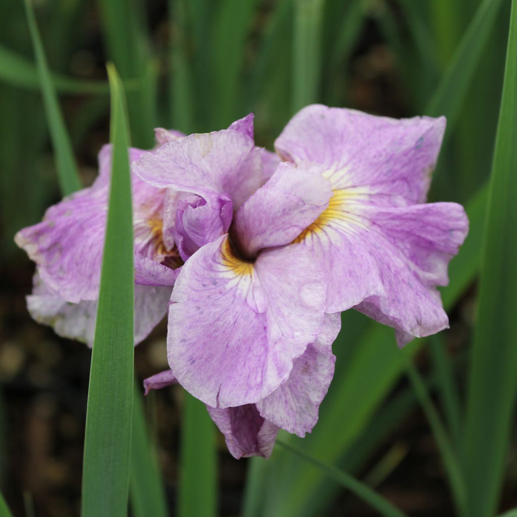 Iris sibirica 'Pink' (pink)
