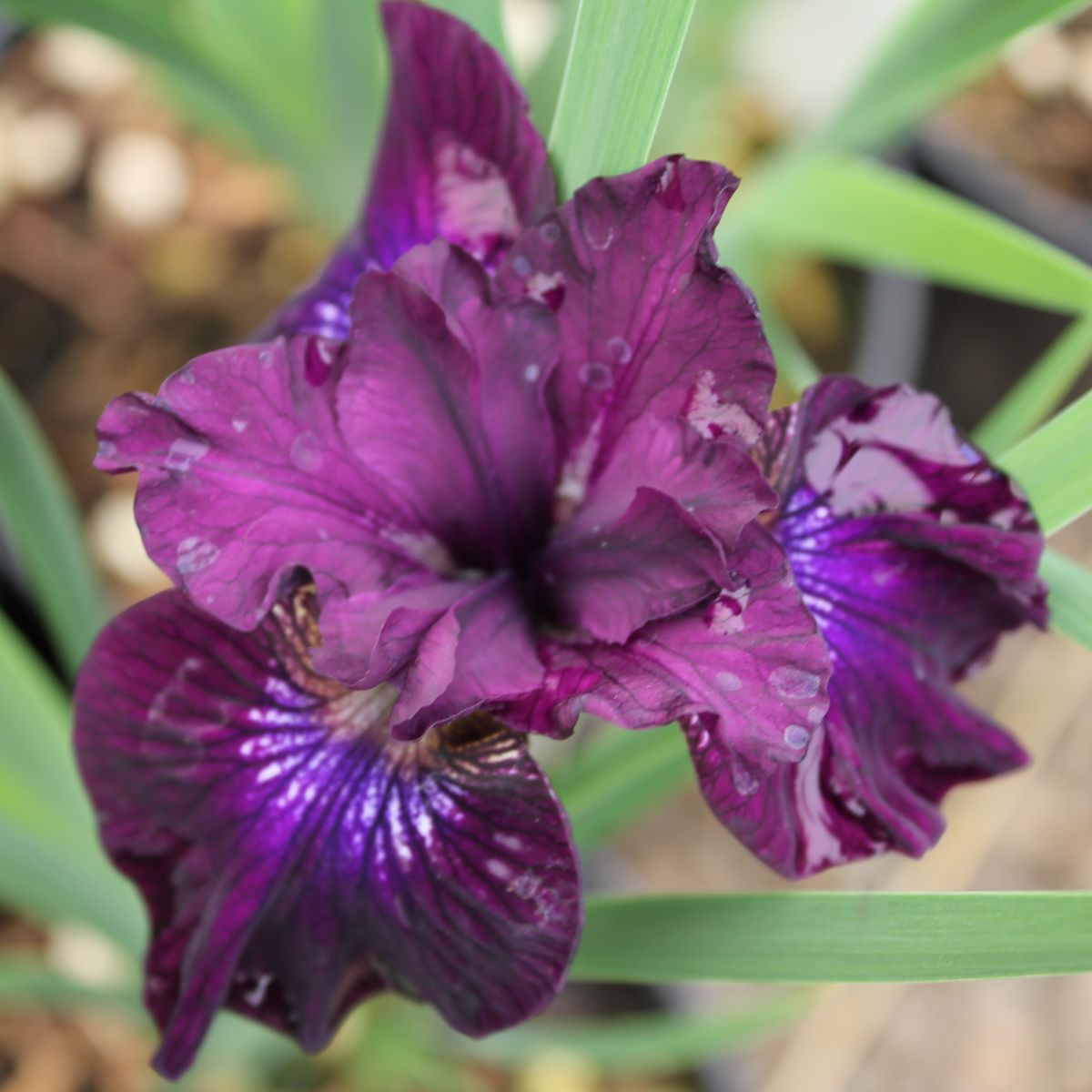 Iris sibirica 'Purplelicious' (purple)