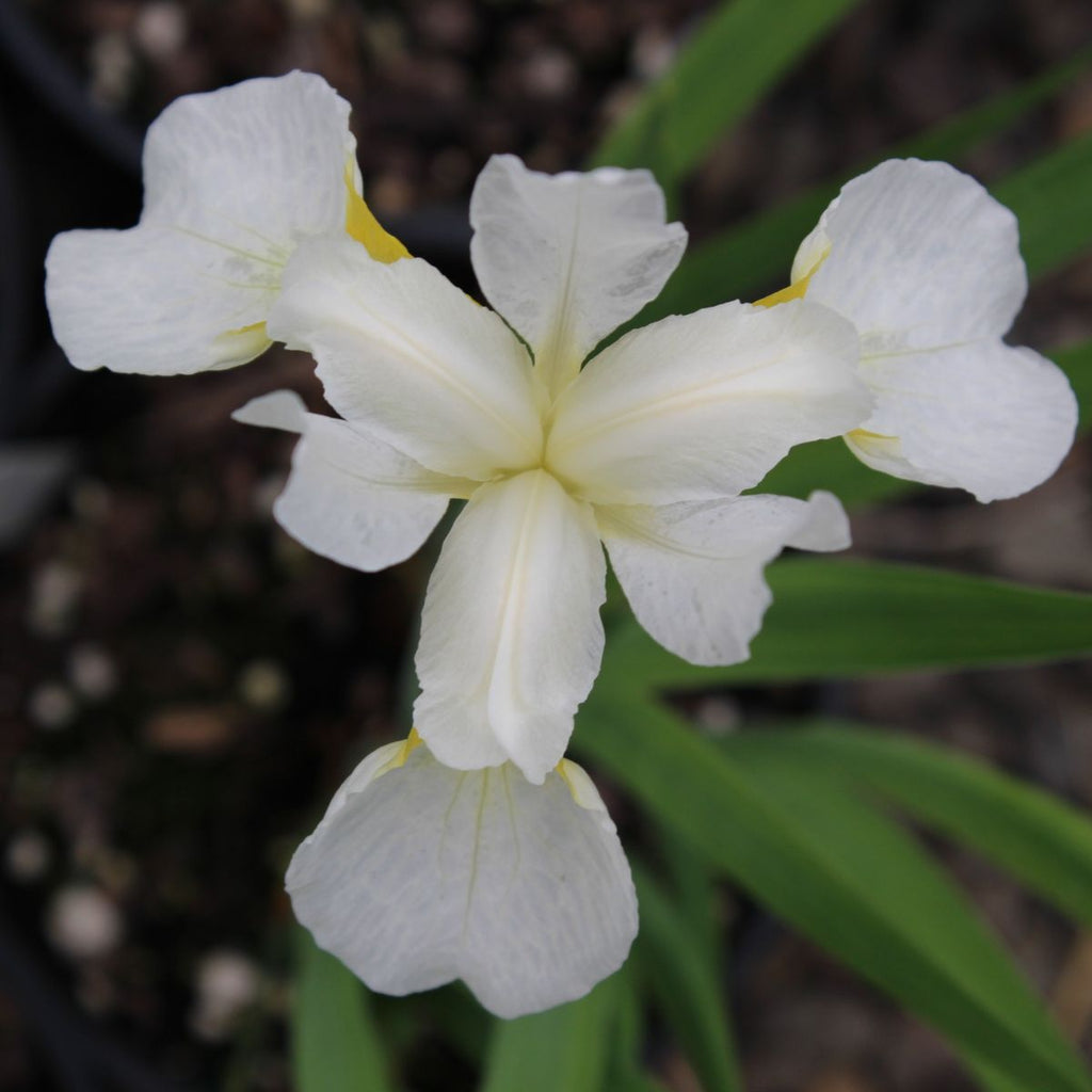 Iris sibirica 'Snow Queen' (white)