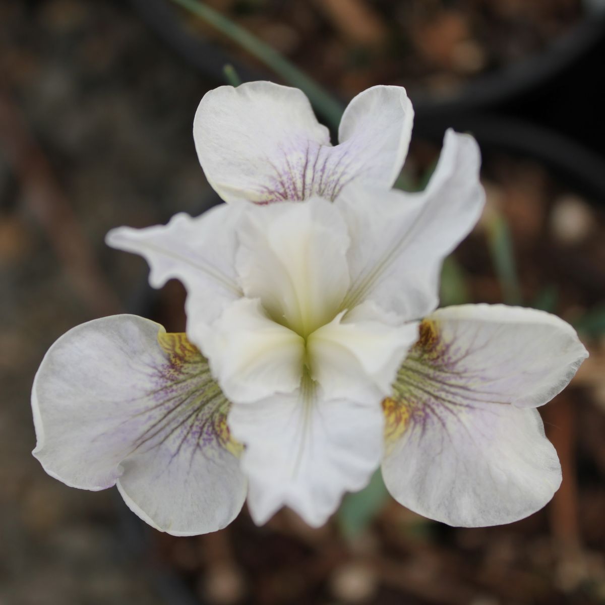 Iris sibirica 'White' (white)