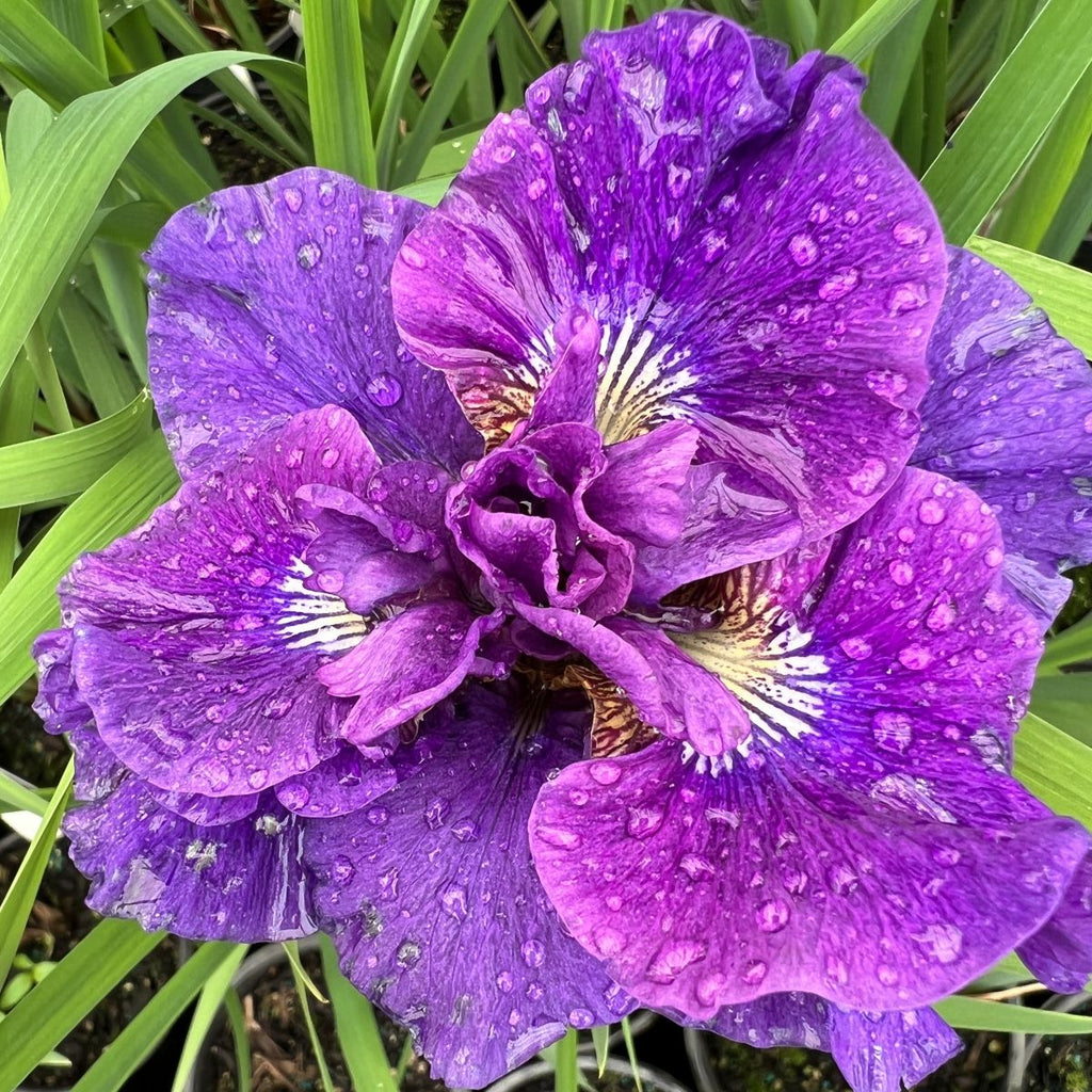 Iris x 'Concord Crush' (purple)